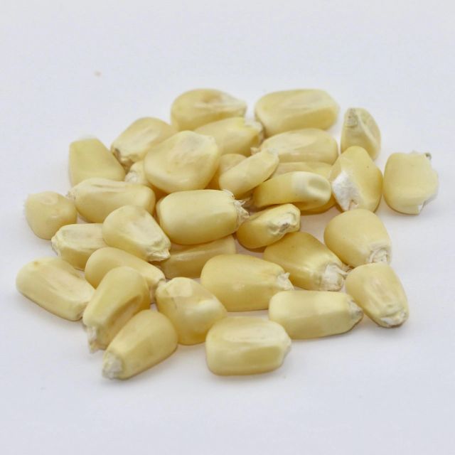 Fresh White Corn Packed For Processing White Corn With Moisture 100% Optimized For Milling And Food Manufacturing - Image 2
