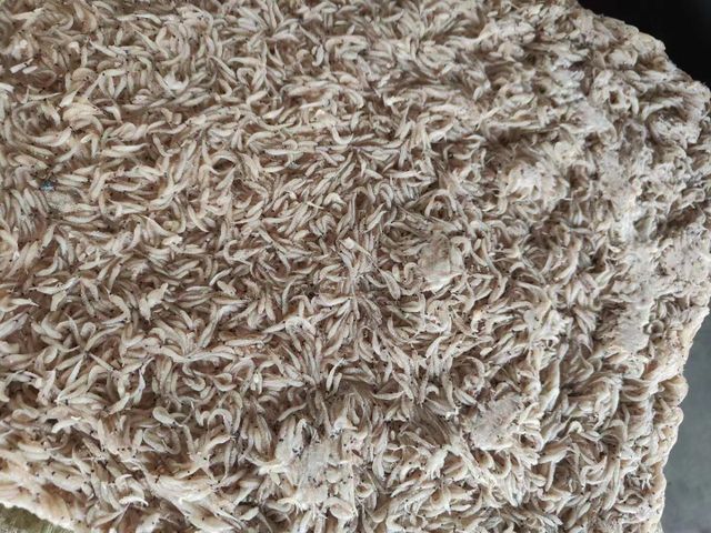 Baby Shrimp Style FROZEN Packaging Bag Address CHINA Type Frozen Food Ingredients NONE Specification 1kg Storage Type - Image 3