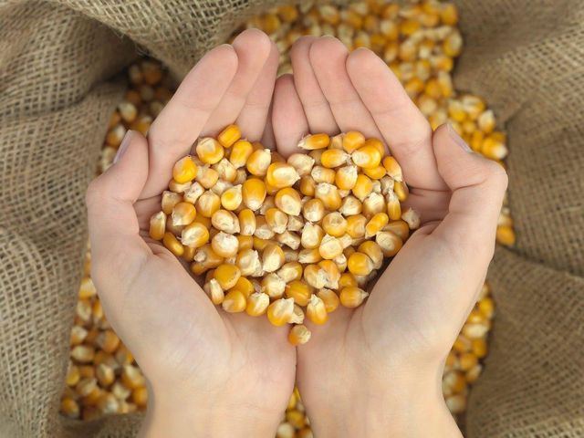 High Quality White and Yellow Corn Kernels From Brazil Low Moisture Maize for Animal Feed OEM Packing Direct Export - Image 5