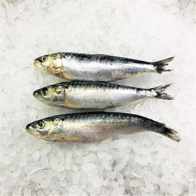 Frozen Sardine Fish Whole Body Seafood Offering With Excellent Protein Levels For International Distribution - Image 3
