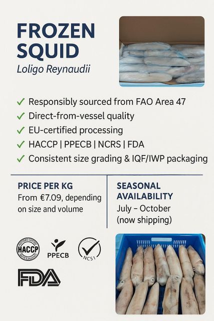 Frozen Squid - Loligo Reynaudii - Image 3