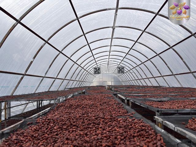 cocoa beans - Image 2