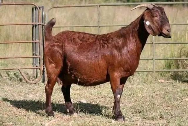 Saanen goats for sale with excellent milk yield and strong health - Image 3