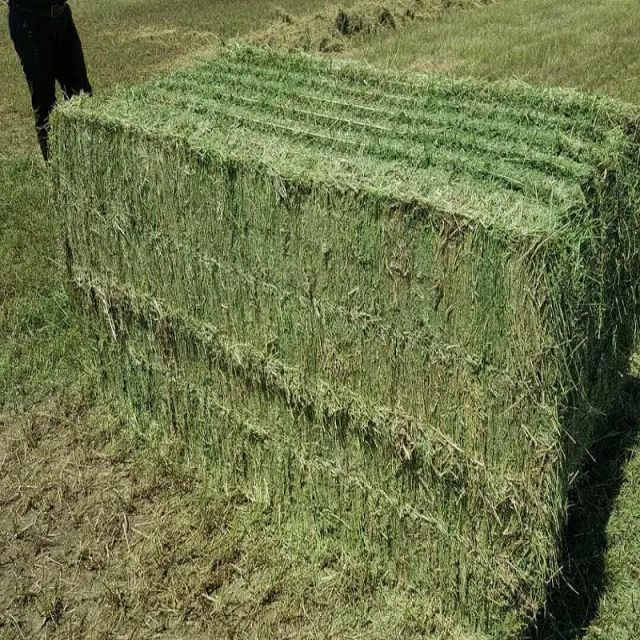Suppliers High Quality Alfafa Hay for Animal Feeding Stuff Alfalfa / Timothy / Alfalfa Hay for Sale - Image 4