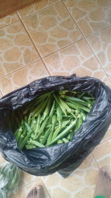 Fresh Okra Traceability Traceability Ensured Quality Standards Strict Agricultural Standards Sustainability Focus Strong Focus On Sustainability - Image 2