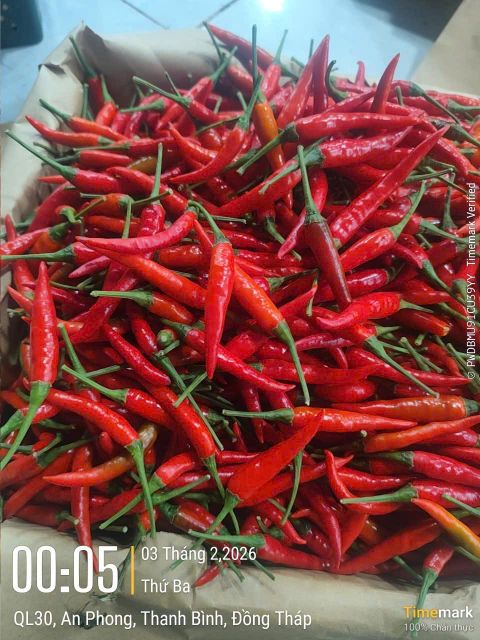 FRESH RED CHILI - Image 1