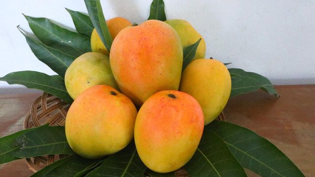 Gedong Mango - Image 5