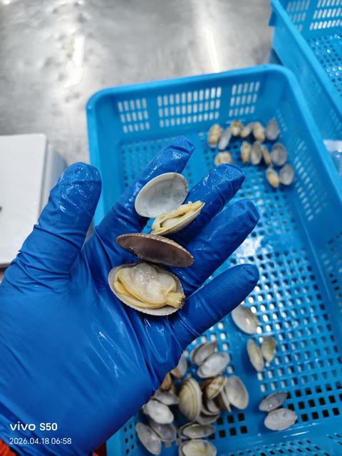 Frozen cooked Clam Form Frozen Texture Cooked Processing Method Cooked - Image 3