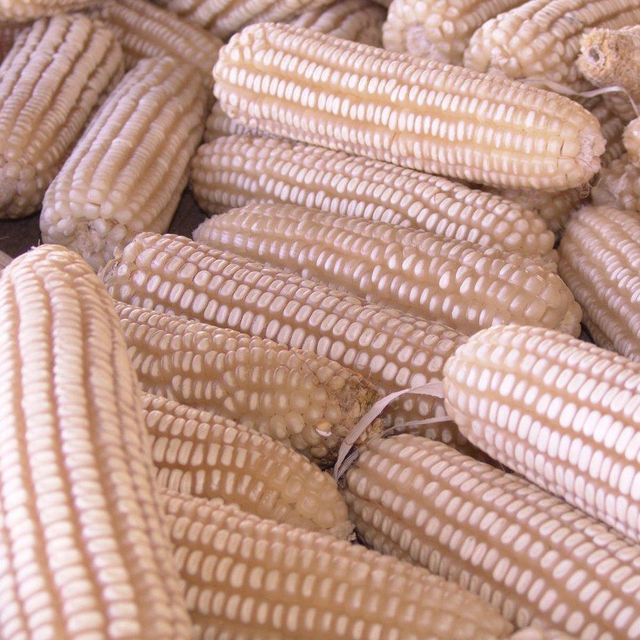 Premium White Corn For Livestock Feed Preparation With High Cleanliness Standards And Dependable Export Supply - Image 4