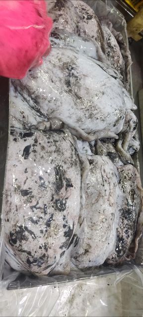 All kinds of fresh and frozen fish, shrimp of all sizes, frozen squid and frozen tuna - Image 4