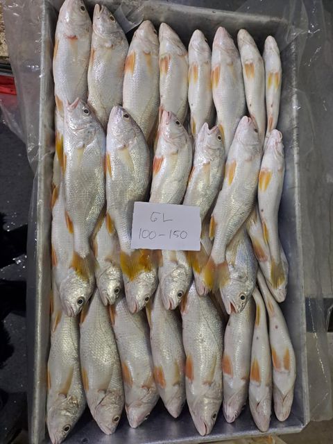red mulet fish amd yellow croaker fish - Image 5