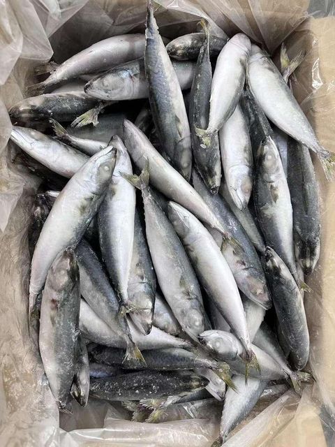 Frozen Atlantic Mackerel Fish Superior Frozen Seafood Product For Marine Food Supply And Global Market Demand - Image 2