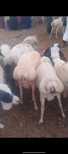 Goats,sheep and camel – product photo 4, product detail gallery