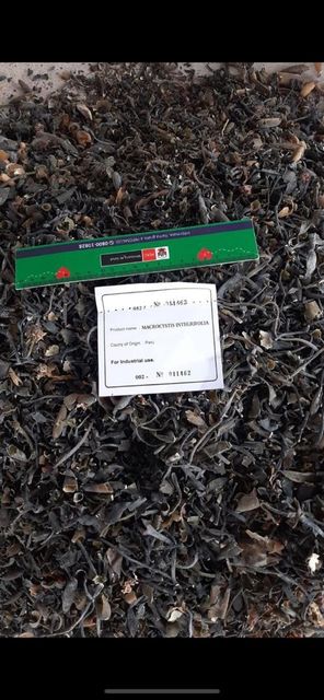 Macrocystis Dried seaweed Brown from peru - Image 8