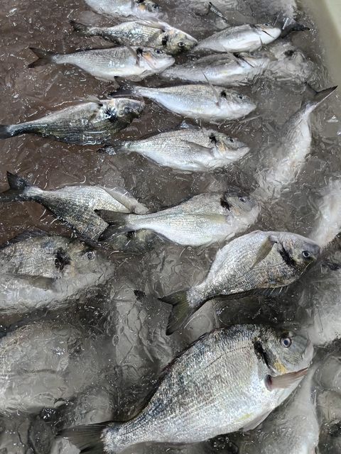 Sea bass, sea bream, salmon truite - Image 2