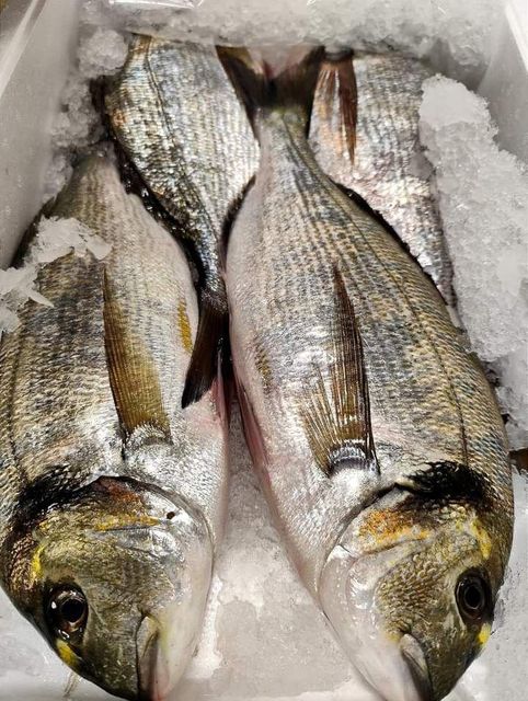 FRESH FROZEN SNAPPER PARGO 500g-1Kg MEDIUM SIZE EXPORT QUALITY SEAFOOD RED SNAPPER 15Kg Cartons FOR SALE - Image 4