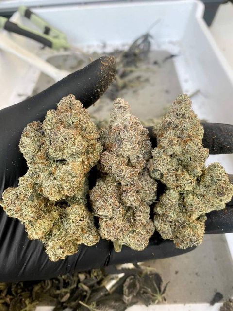 Cannabis - Image 2