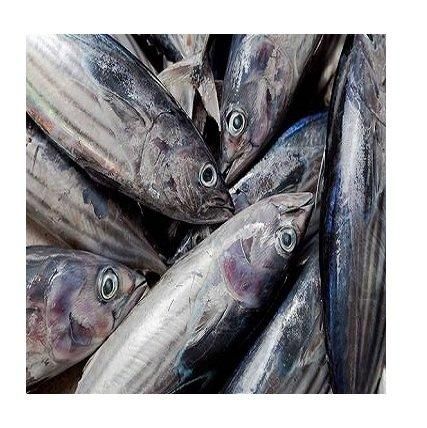 Bulk Hake Fish Fillets or Whole Hake Fish Fresh / Frozen Stock Available - Image 1