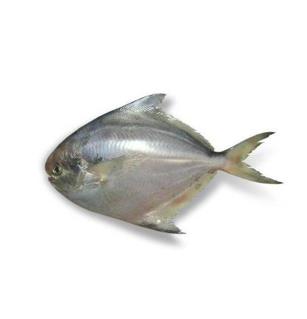 Good quality cheap price Frozen white Pomfret fish Cut Other Degree of Processing Other Freshness Level Fresh, Frozen Features No Artificial Flavors, No Preservatives, Organic - Image 2