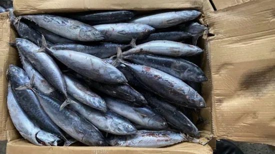 Frozen Bonito Tuna Fish Origin China HS Code 030354 Model NO. Bonito Resource Cultured Trademark Healsea Shelf Life >12 - Image 3