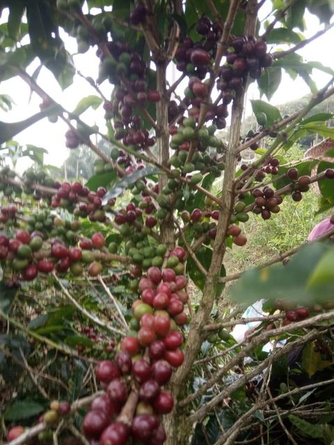 Green Beans Coffee Arabica Organic No Decaffeinated No, Yes Degree of Processing Raw Bean Type Arabica, Robusta - Image 4