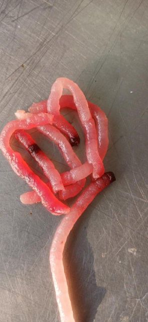 Fresh Chilled Yellowfin Tuna (Headless and Gutted) Grade Export Grade Certification BFAR, HACCP Place of Origin - Image 6