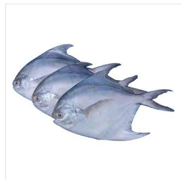 Frozen Silver White Pomfret Whole Fish For Sale Cut Other Freshness Level Frozen Degree of Processing Other Features No Artificial Flavors, No Preservatives, Organic - Image 3