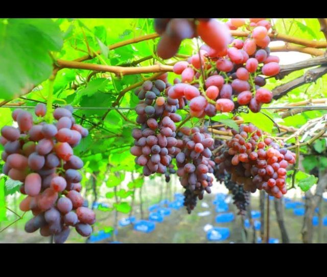 Grapes - Image 4
