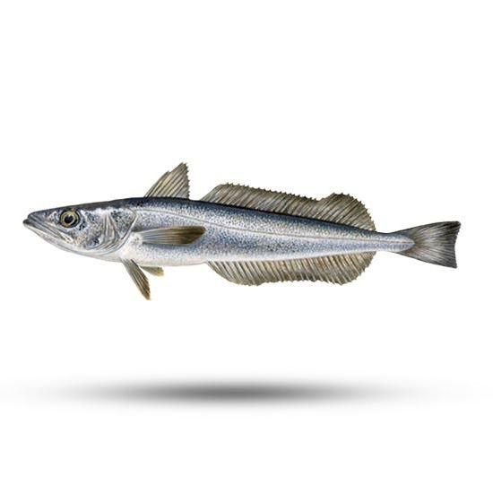 Fresh Hake Whole Round Fish Selected For Impressive Appearance Firm Structure And Dependable Export Availability - Image 3