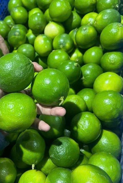 Seedless Lime Packaging 4,5kgs - 5kgs - - Image 7