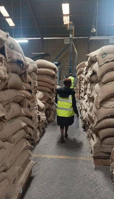 Grade AA coffee beans now available for bulk supply. sc 16 to 20 available and ready for export - Image 3