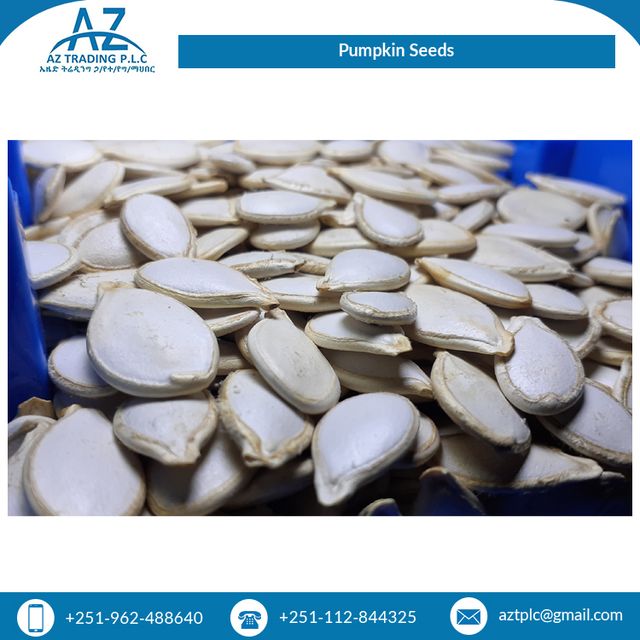 Rich Quality High Grade Pure Natural Organic Pumpkin Seeds Kernels from Top Supplier - Image 5