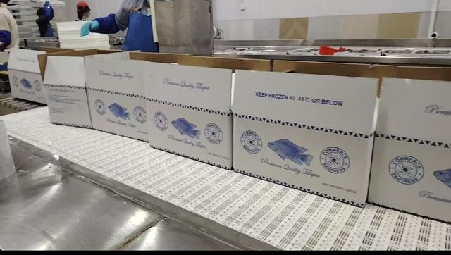 Tilapia Whole Round 300/500,500/800,800+ - Image 3