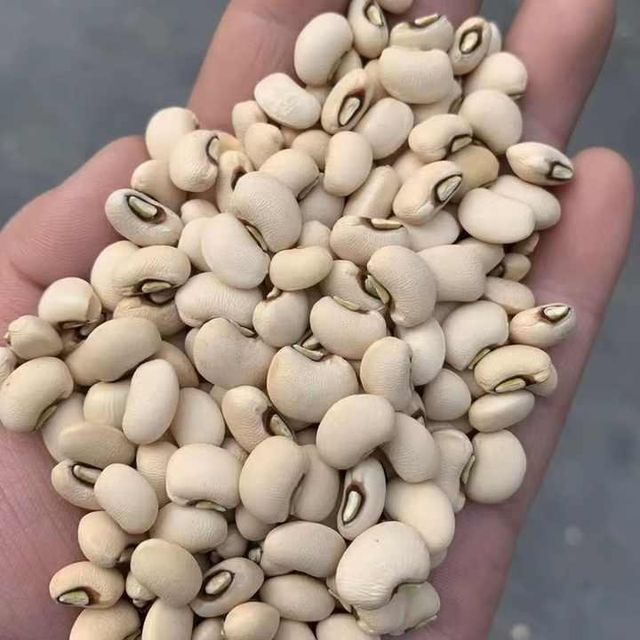 Refined Export Grade Black Eyed Peas Beans for Wholesale – Carefully Selected, Cleaned, and Packaged Cowpeas for Bulk Buyers, Food Service, Processing Industries, and Worldwide Distribution with Affordable Pricing and Reliable Logistics - Image 3