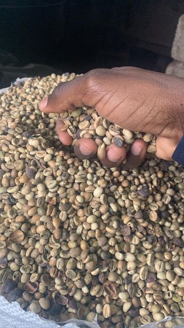 Arabica and robusta coffee – product photo 3, product detail gallery