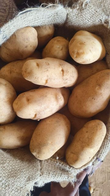 Ooty Potato Origin Ooty Grade Export Flavor Mouth-watering Texture Delightful Crunch Visual Appearance Vibrant Colors Sourcing Method Direct From Fertile Lands - Image 1