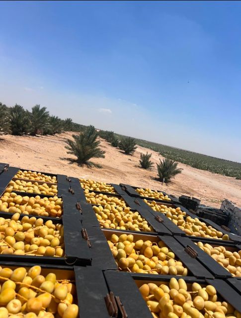 Barhi dates. - Image 4