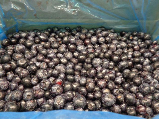 IQF Cultivated Blueberries Class I – 10kg / 25kg - Image 3