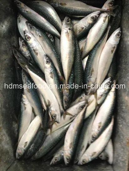 Fresh Frozen Japanese Jack Mackerel Nw 9kgs Gw 10kgs Style Whole Origin China Model NO. H-M Processing Bqf Package - Image 3