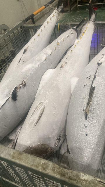 Frozen Skipjack Tuna Origin Indonesia Quality Grade Usda Choice Storage Temperature -25 Derajat Celcius Or - Image 1