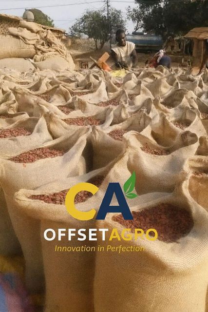 COCOA BEANS – product photo 3, product detail gallery
