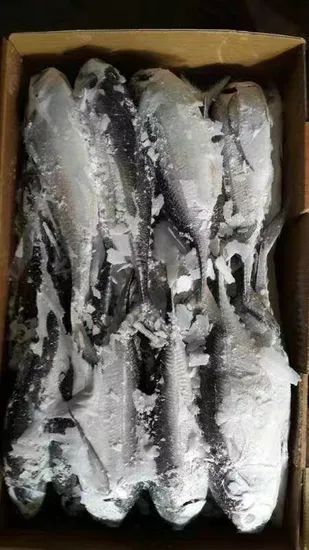 Whole Round Frozen Seafood Hardtail Scad Fish MOQ 28 Mt Origin China Model NO. H-B Original China Shelf Life 1 Year HS Code - Image 2