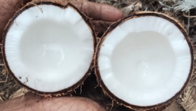 Semi Husked Coconut - Image 1