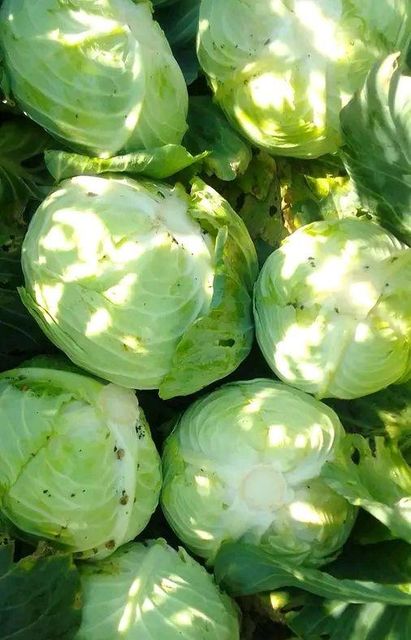 Premium Fresh Cabbage Grade A High Quality - Image 3