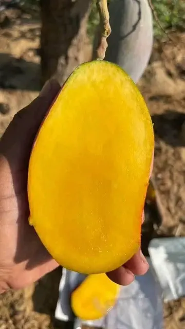 Mango Grade first Texture Fresh Color Vibrant Flavor Sweet With Rich Aroma Sourcing Method Direct From Farms Address Submit your request /+201055570553 - Image 3