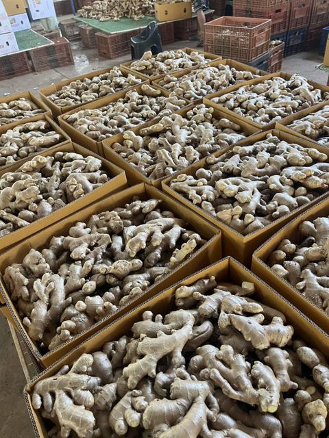 Hot Sale Fresh Ginger Export High Quality Fresh Elephant Ginger From Fresh Ginger Supplier /thin Ginger / Fat Ginger - Image 3