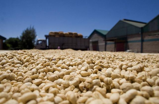 ARABICA COFFEE - Image 4