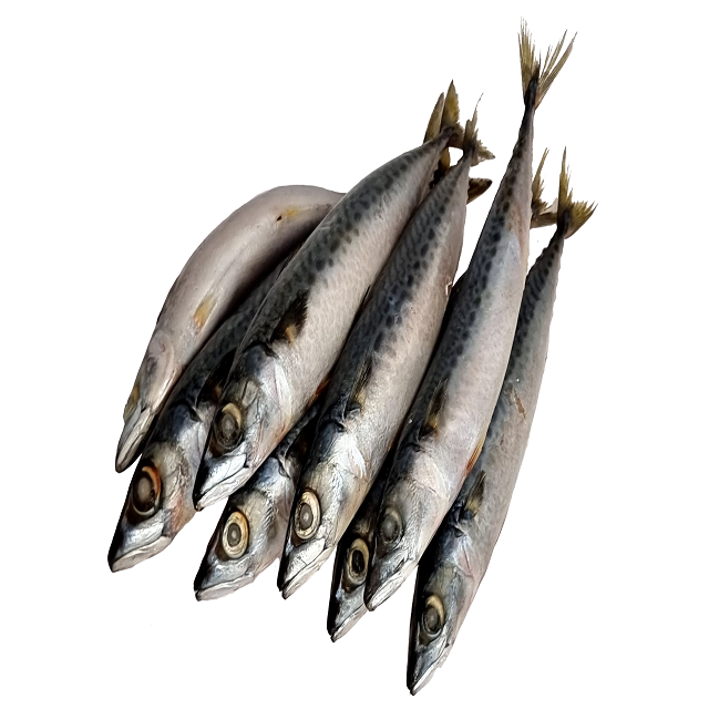 Fast Delivery Atlantic Mackerel Fish Frozen Whole Catch Premium Quality Buy Direct From Source Wholesale - Image 3