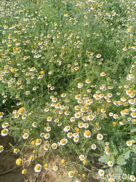 Premium Egyptian Chamomile Flowers – Export Quality - Image 3