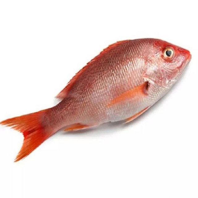 Frozen top quality Black / Red seabream fish sea bream fish individual frozen. - Image 3